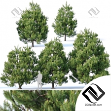 Деревья Trees Pinus sylvestris 5