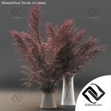 Букет Bouquet Miscanthus flower in vases 02