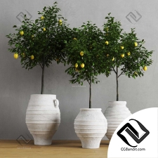 Комнатные растения Lemons in clay pots