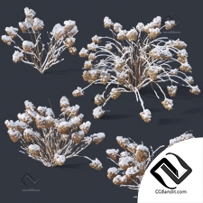Кусты Bushes Hydrangea Paniculata 17