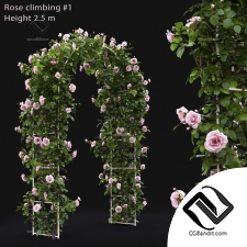 Кусты Bushes Climbing rose