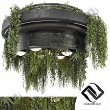 Комнатные растения 349