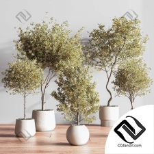 Комнатные растения 133