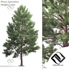 Деревья Trees Scots pine 37