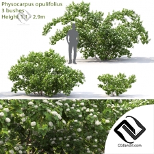 Кусты Bushes Physocarpus opulifolius 3