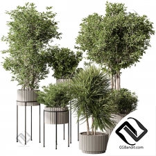 Комнатные растения 752