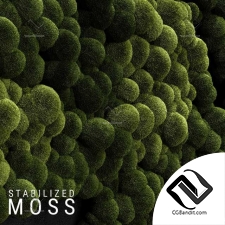 Stabilized Moss 3