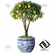 Комнатные растения лимонное дерево в горшке