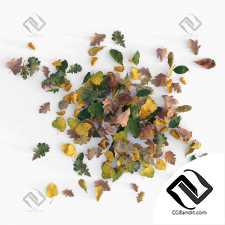 Осенние листья