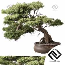 Комнатные растения Bonsai 17