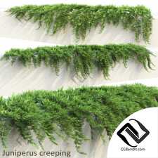 Уличные растения Street plants Juniperus creeping