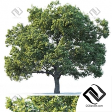 Деревья Common oak