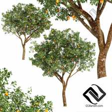 Деревья fruit