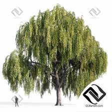 Деревья Ива