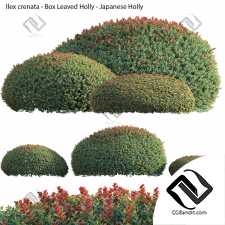 Японский падуб