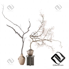 Комнатные растения 90