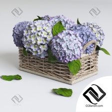 Букет Bouquet Hydrangea in a basket