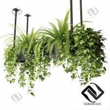 Indoor plants in a hanging planter