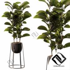 Комнатные растения Ficus