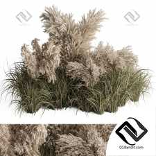 Растения пампасов