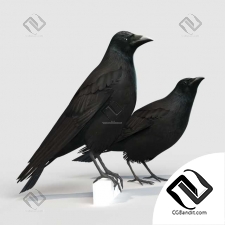 Живые существа Living creatures Carrion Crow