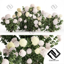 Кусты гортензии 02