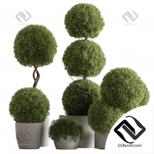 Комнатные растения Topiary Ball