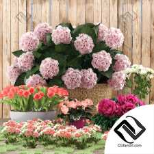 Уличные растения Street plants Flower bed 03