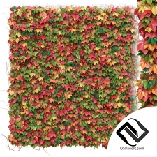 Уличные растения Street plants Decorative wall made of autumn vine leaves