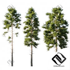 Деревья Common pine