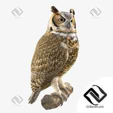 Живые существа Living creatures Owl