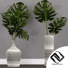 Комнатные растения Monstera leaf in vase