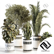 Комнатные растения set 45