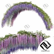 Арка с вистерией