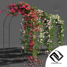 Уличные растения Street plants Arch with roses
