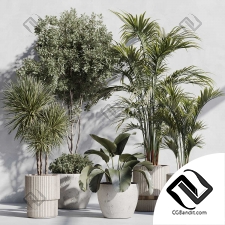 Комнатные растения set 121