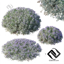 Кусты Teucrium fruticans