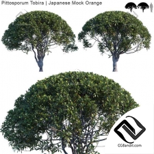 Деревья Pittosporum Tobira