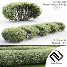 Кусты Bushes Cornus Alba Elegantissima hedge 8