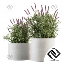 Комнатные растения Lavender Bush