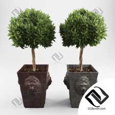 Уличные растения Street plants Decorative trees