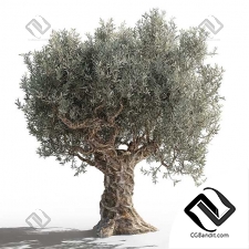 Деревья olives 21