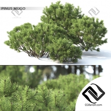 Кусты Bushes Pinus Mugo 20