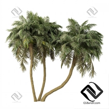 Деревья Palm 12