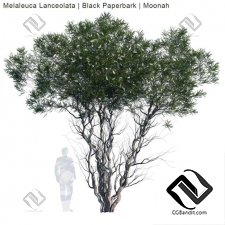 Деревья Melaleuca Lanceolata