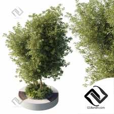 Скамейка с деревом