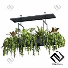 Комнатные Hanging plants 38