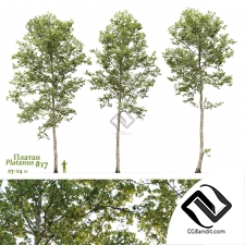 Деревья Platanus 04
