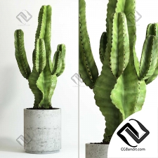Комнатные растения cactus