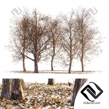 Деревья Collection of dry autumn trees
